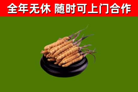石家庄回收冬虫夏草