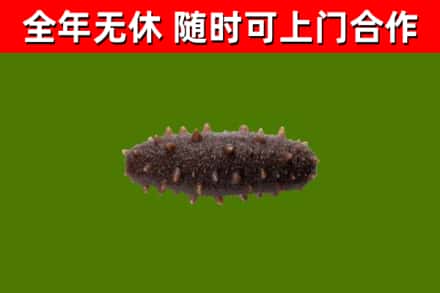 石家庄回收海参干